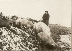 Фотография. Свиньи в Ставропольской психиатрической колонии. 1930-е гг. Из фотоальбома главного врача А.Я. Доршта 1939 г.